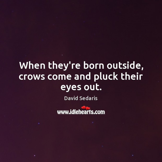 When they’re born outside, crows come and pluck their eyes out. David Sedaris Picture Quote