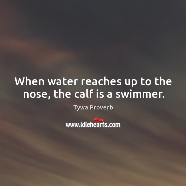 When water reaches up to the nose, the calf is a swimmer. Tywa Proverbs Image