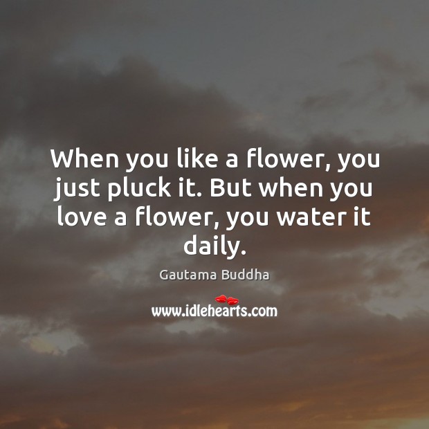 When you like a flower, you just pluck it. But when you love a flower, you water it daily. Gautama Buddha Picture Quote