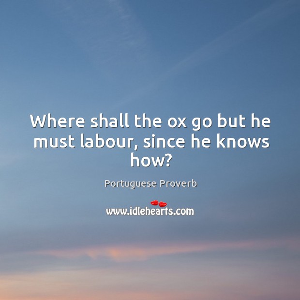 Where shall the ox go but he must labour, since he knows how? Portuguese Proverbs Image