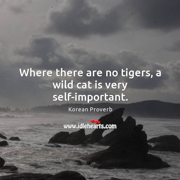 Where there are no tigers, a wild cat is very self-important. Image