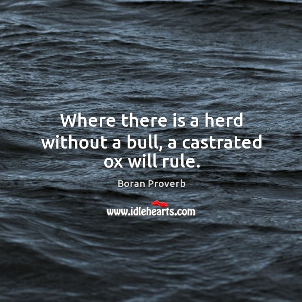Where there is a herd without a bull, a castrated ox will rule. Boran Proverbs Image