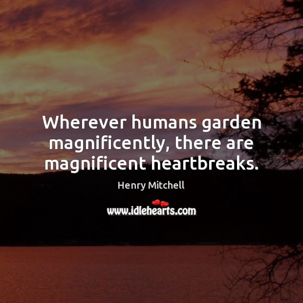 Wherever humans garden magnificently, there are magnificent heartbreaks. Henry Mitchell Picture Quote