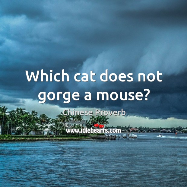 Which cat does not gorge a mouse? Image