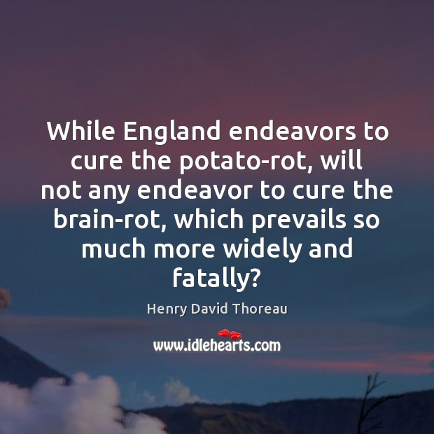 While England endeavors to cure the potato-rot, will not any endeavor to Henry David Thoreau Picture Quote