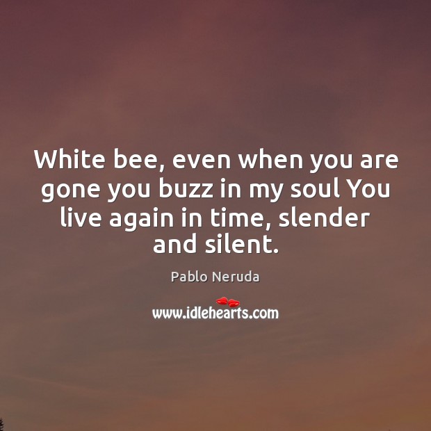 White bee, even when you are gone you buzz in my soul Pablo Neruda Picture Quote