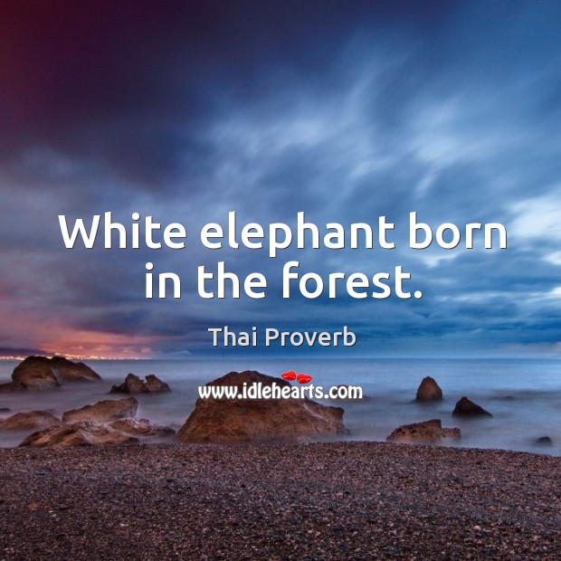 White elephant born in the forest. Thai Proverbs Image