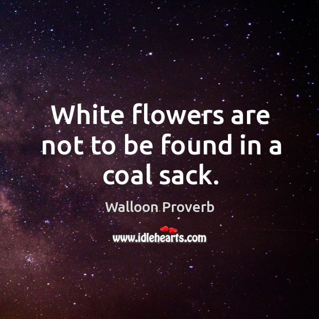 White flowers are not to be found in a coal sack. Walloon Proverbs Image