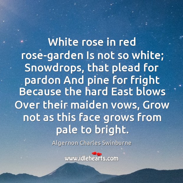 White rose in red rose-garden Is not so white; Snowdrops, that plead Algernon Charles Swinburne Picture Quote
