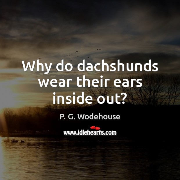 Why do dachshunds wear their ears inside out? Image