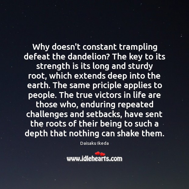 Why doesn’t constant trampling defeat the dandelion? The key to its strength Strength Quotes Image