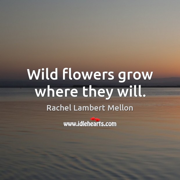 Wild flowers grow where they will. Image