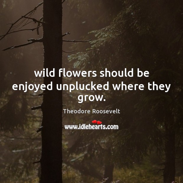 Wild flowers should be enjoyed unplucked where they grow. Theodore Roosevelt Picture Quote