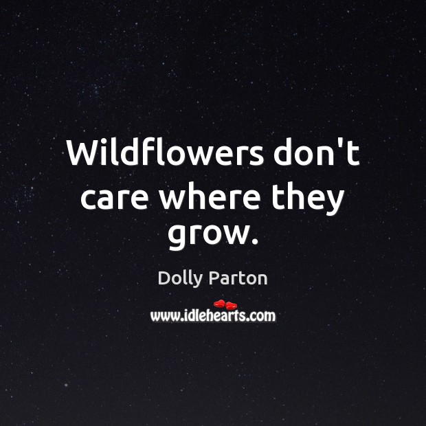 Wildflowers don’t care where they grow. Dolly Parton Picture Quote