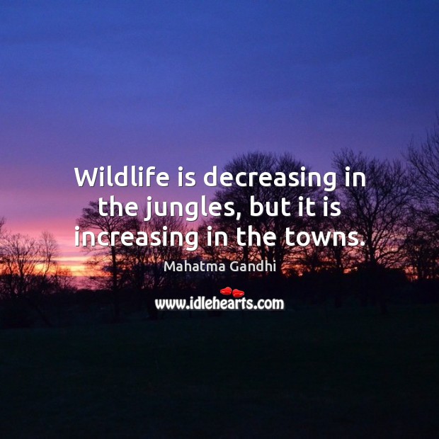 Wildlife is decreasing in the jungles, but it is increasing in the towns. Image