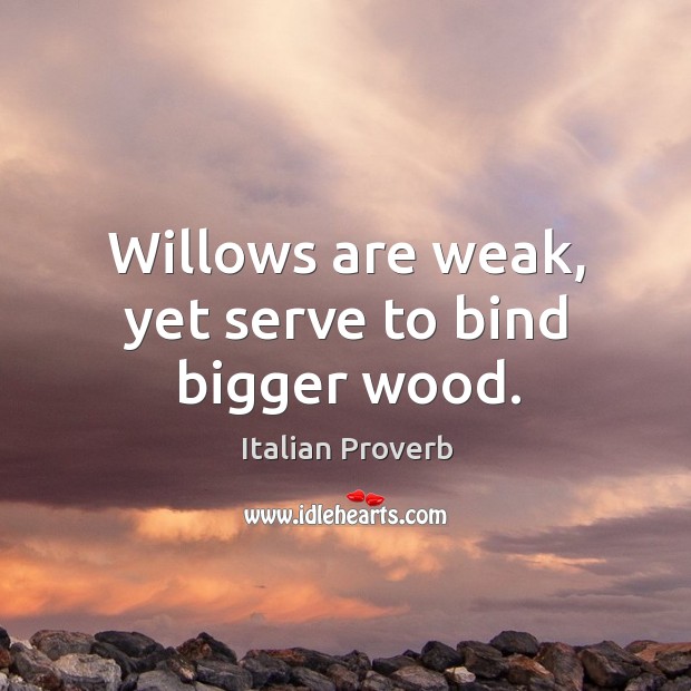 Willows are weak, yet serve to bind bigger wood. Image