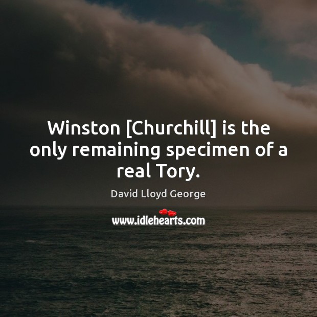Winston [Churchill] is the only remaining specimen of a real Tory. David Lloyd George Picture Quote