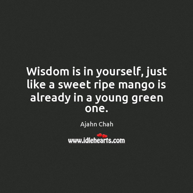 Wisdom is in yourself, just like a sweet ripe mango is already in a young green one. Ajahn Chah Picture Quote