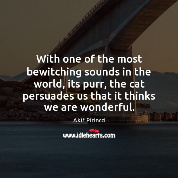 With one of the most bewitching sounds in the world, its purr, Image