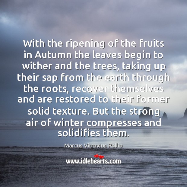 With the ripening of the fruits in Autumn the leaves begin to Marcus Vitruvius Pollio Picture Quote
