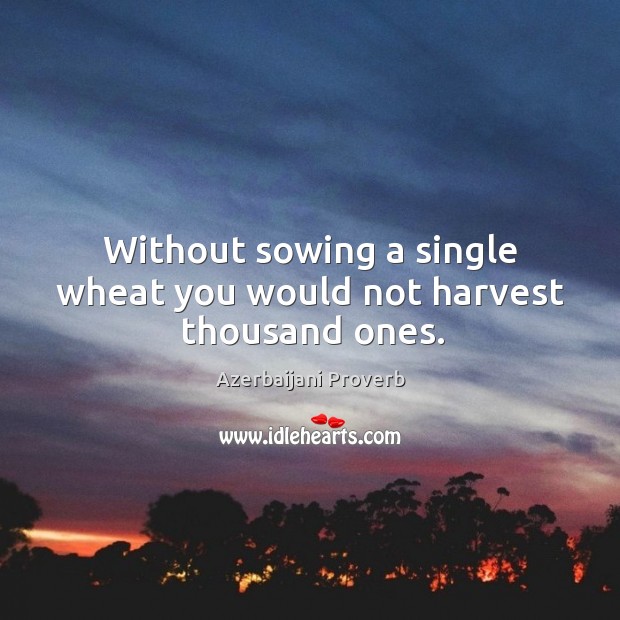 Without sowing a single wheat you would not harvest thousand ones. Azerbaijani Proverbs Image