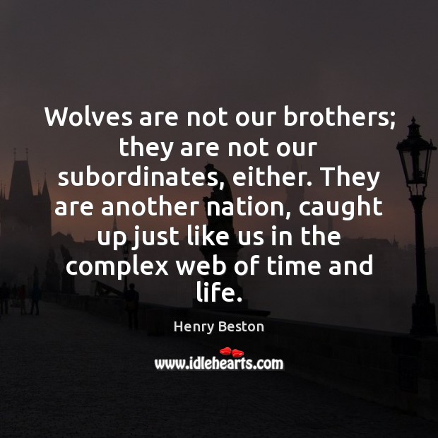 Wolves are not our brothers; they are not our subordinates, either. They Henry Beston Picture Quote