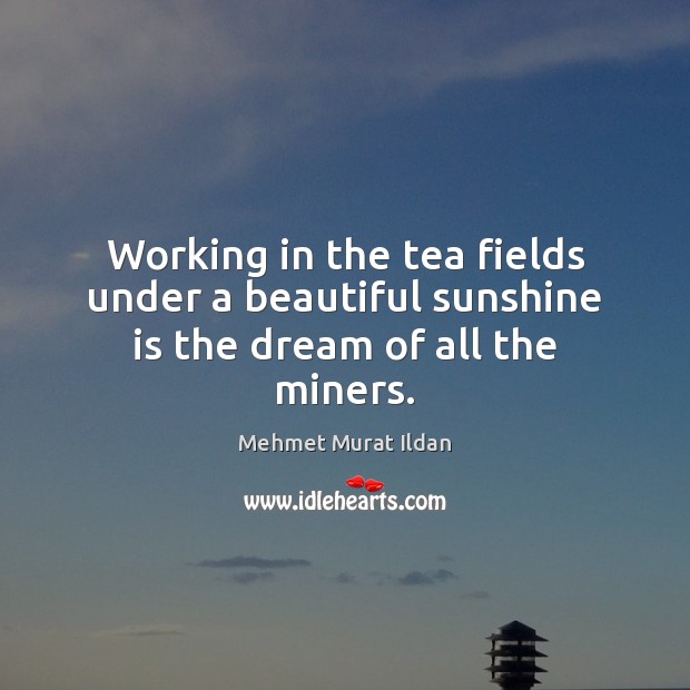 Working in the tea fields under a beautiful sunshine is the dream of all the miners. Image