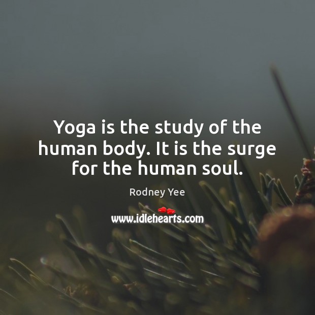 Yoga is the study of the human body. It is the surge for the human soul. Rodney Yee Picture Quote