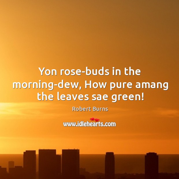 Yon rose-buds in the morning-dew, how pure amang the leaves sae green! Robert Burns Picture Quote