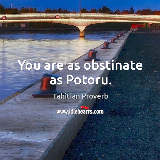 You are as obstinate as potoru. Tahitian Proverbs Image