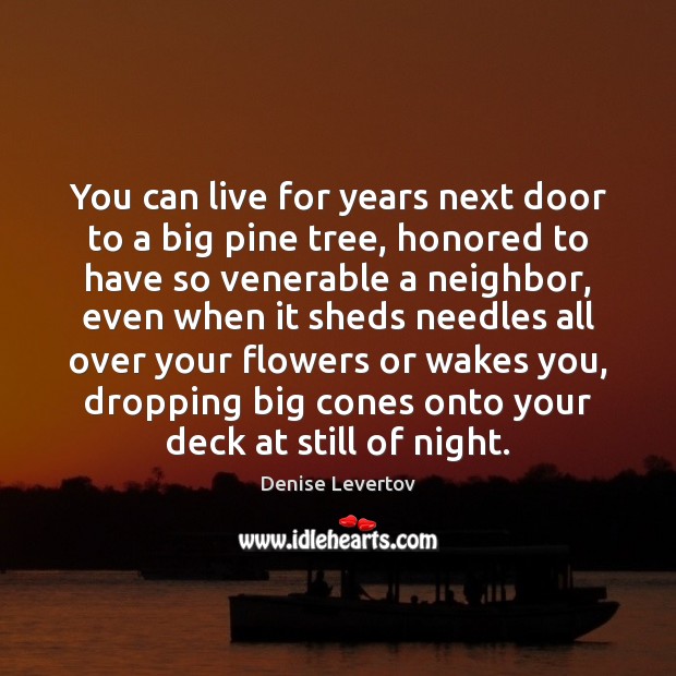 You can live for years next door to a big pine tree, Denise Levertov Picture Quote