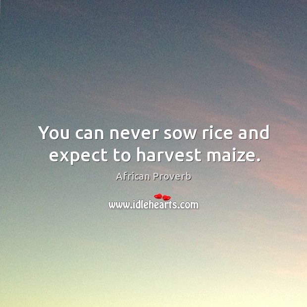 You can never sow rice and expect to harvest maize. Image
