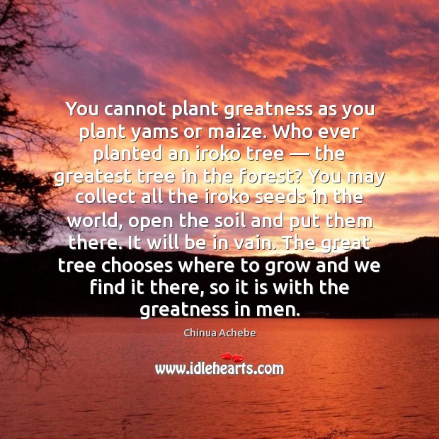 You cannot plant greatness as you plant yams or maize. Who ever Chinua Achebe Picture Quote