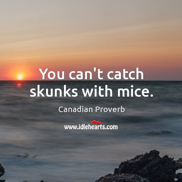 You can’t catch skunks with mice. Canadian Proverbs Image