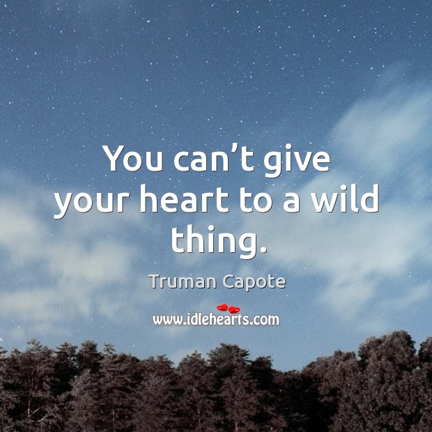 You can’t give your heart to a wild thing. Truman Capote Picture Quote
