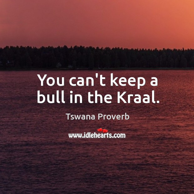 You can’t keep a bull in the kraal. Tswana Proverbs Image