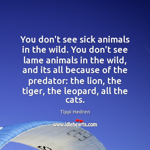 You don’t see sick animals in the wild. You don’t see lame Tippi Hedren Picture Quote