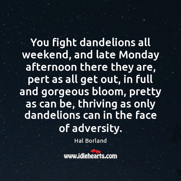 You fight dandelions all weekend, and late Monday afternoon there they are, Hal Borland Picture Quote