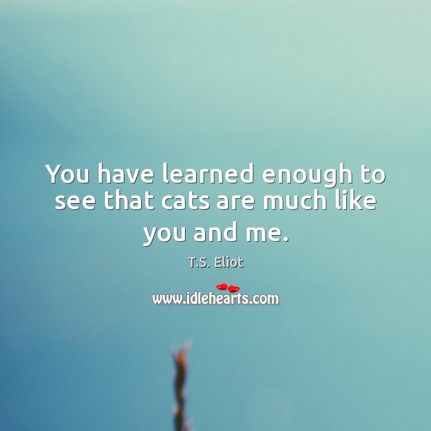 You have learned enough to see that cats are much like you and me. Image