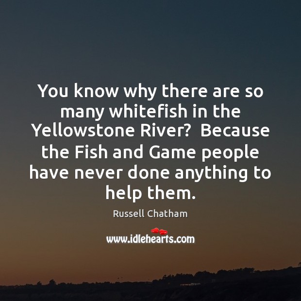 You know why there are so many whitefish in the Yellowstone River? Russell Chatham Picture Quote