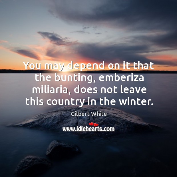 You may depend on it that the bunting, emberiza miliaria, does not leave this country in the winter. Gilbert White Picture Quote