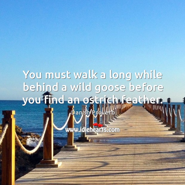 You must walk a long while behind a wild goose before you find an ostrich feather. Danish Proverbs Image