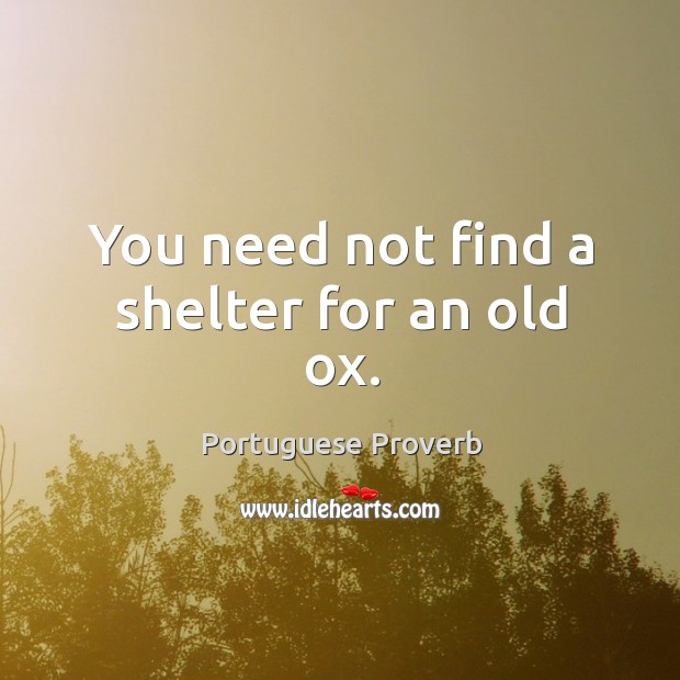 You need not find a shelter for an old ox. Image