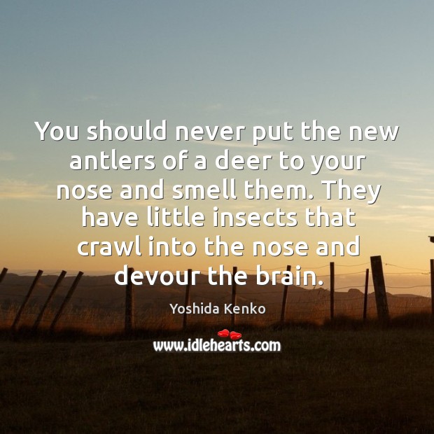 You should never put the new antlers of a deer to your Yoshida Kenko Picture Quote