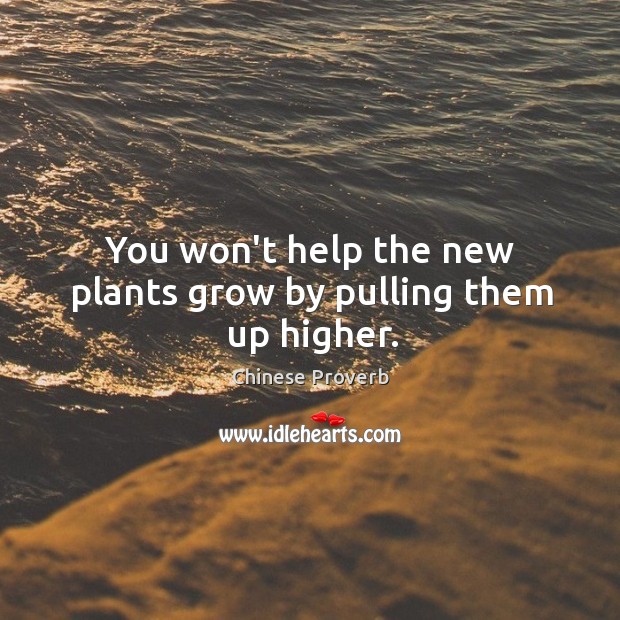 You won’t help the new plants grow by pulling them up higher. Image