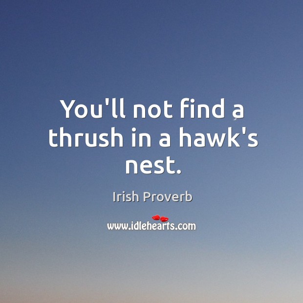 You’ll not find a thrush in a hawk’s nest. Irish Proverbs Image