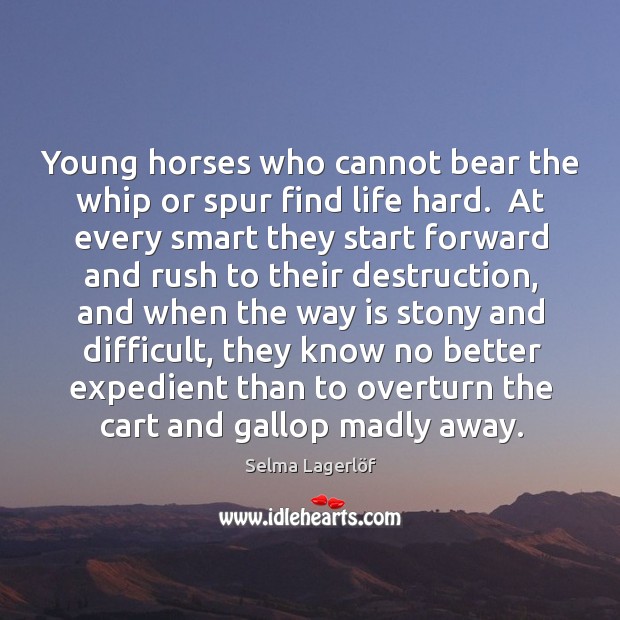 Young horses who cannot bear the whip or spur find life hard. Image