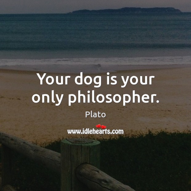 Your dog is your only philosopher. Plato Picture Quote